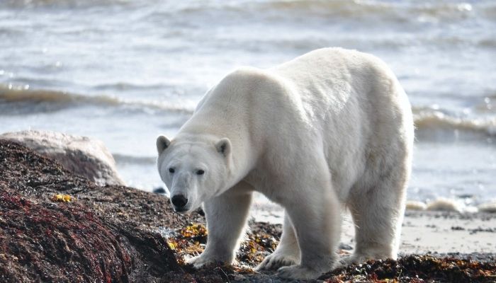 El oso polar es un animal en peligro de extinción
