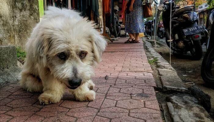 En la imagen se muestra el problema del abandono de animales. Aparecen dos perros abandonados en la calle